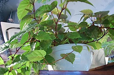 گیاه سیسوس پیچ رونده همیشه سبز
